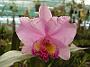 Tinonee-orchids-II 023